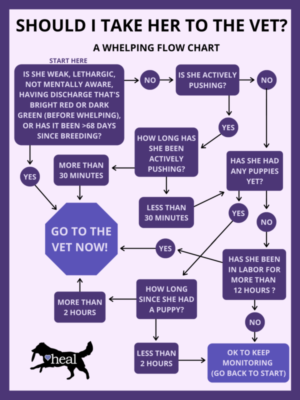 Do We Need To Go To The Vet Now? A Flow Chart for Whelping Decisions