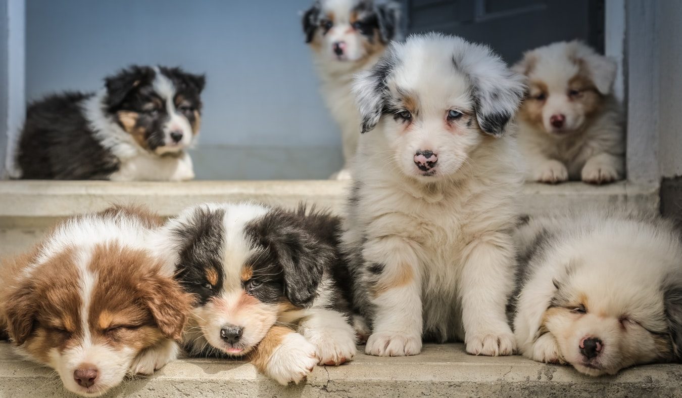 Why Do Puppies Get So Many Vaccines?