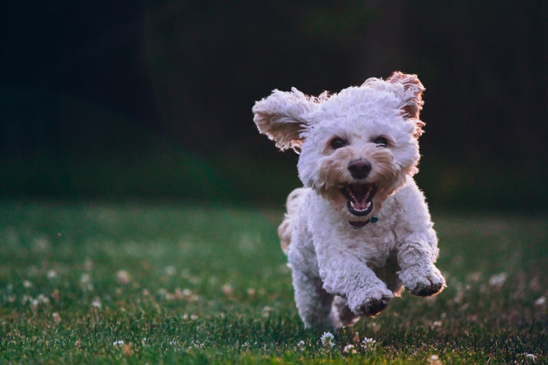 Why Does My Dog Need Health Testing Before Breeding?