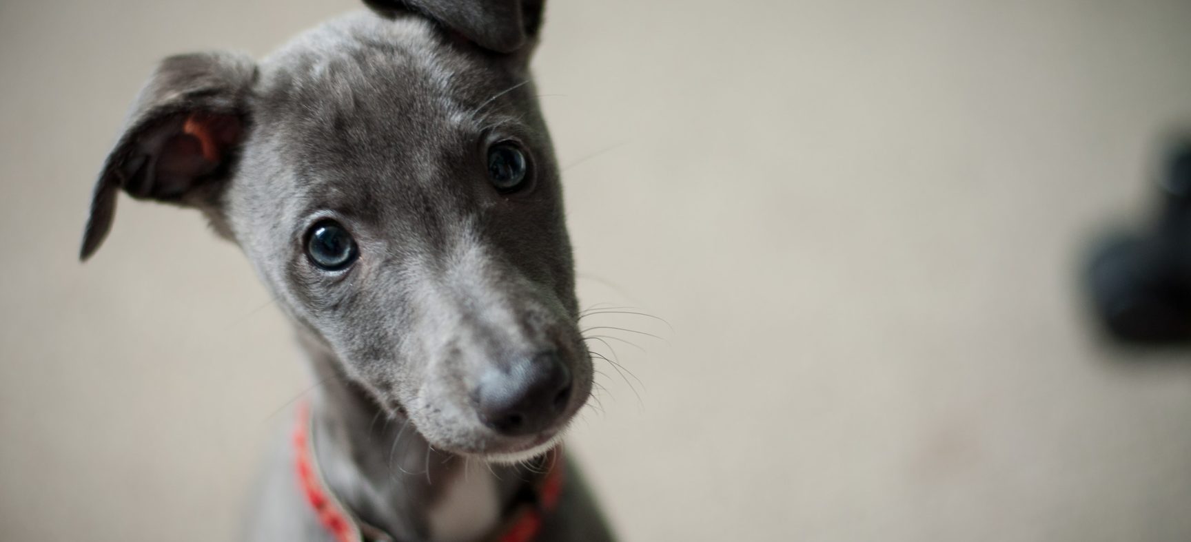 Thinking About Breeding Your Dog So The Kids Can Experience the “Miracle of Birth?” Do This Instead.
