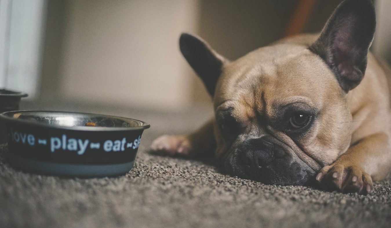 What I Feed My Dogs and Why It Isn’t Grain Free