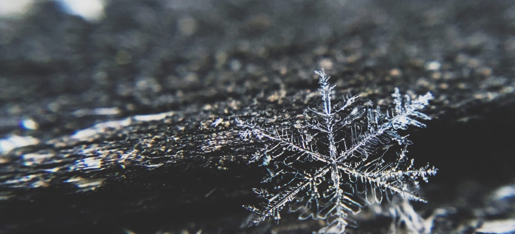 To Store or Not To Store - A Brief Introduction to Canine Semen Freezing