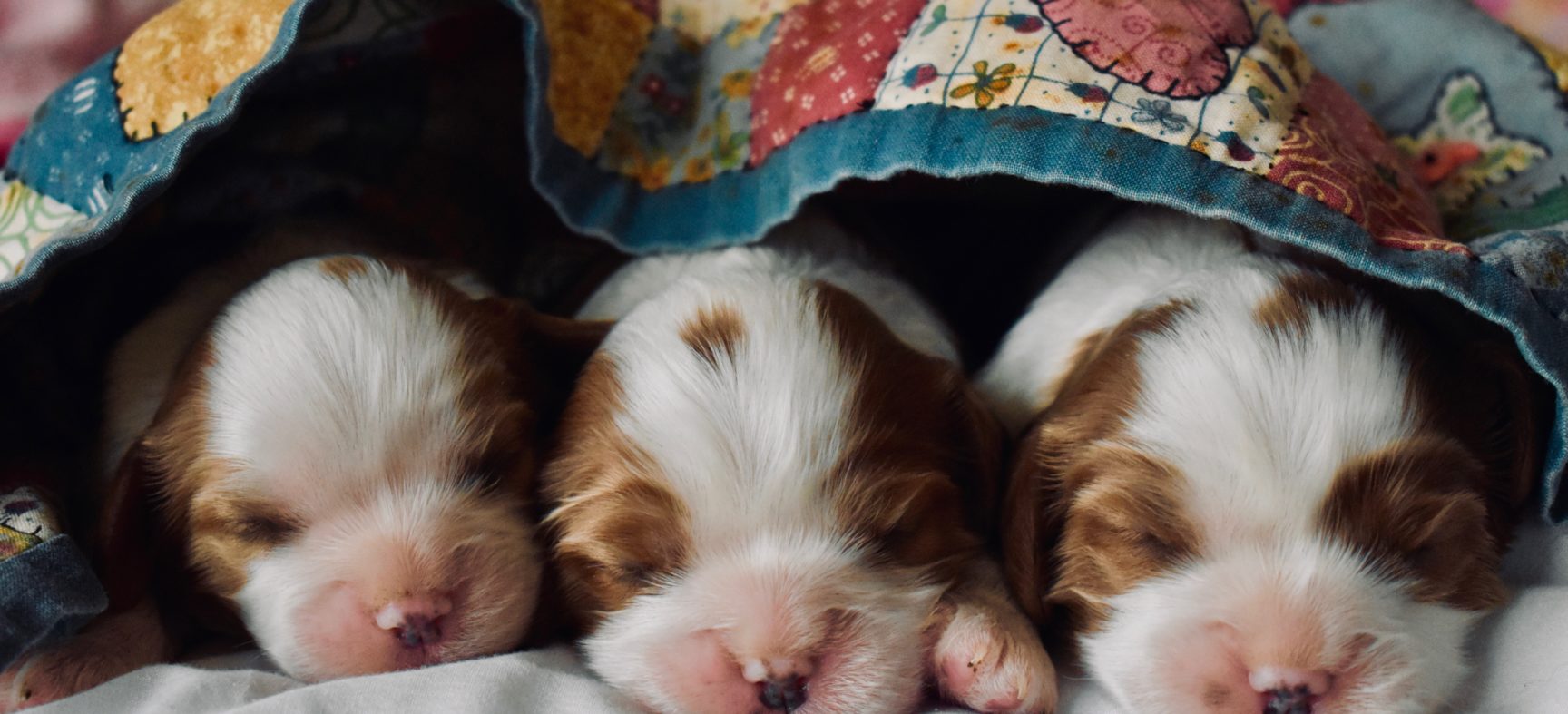 6 Tips To Save Money While Still Being A Responsible Breeder