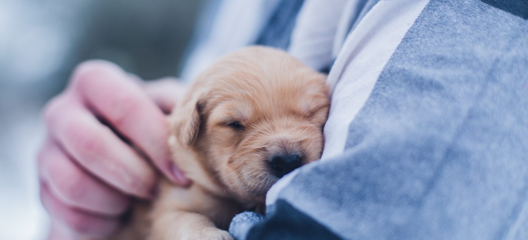 Why I Want to Trust Vaccines Given by Dog Breeders and What's Standing In the Way