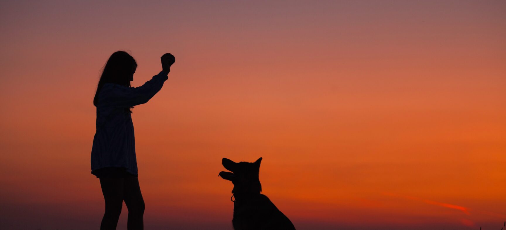 All Dogs Deserve Basic Training (And Some Great Resources To Get You Started)