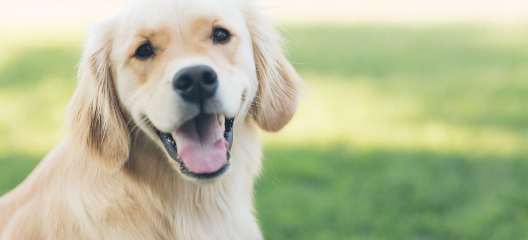 What Should I Feed My Pet? A List of My Favorite Pet Foods