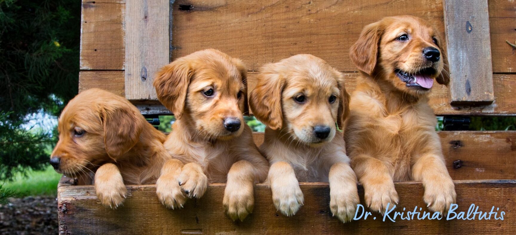 How to Find a Responsible Dog Breeder Well Bred