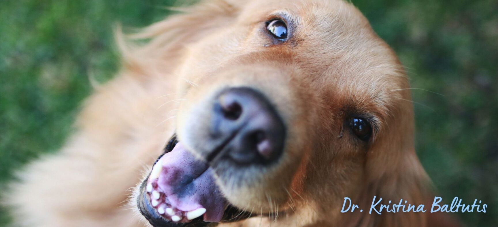New Research on Timing of Spay/Neuter