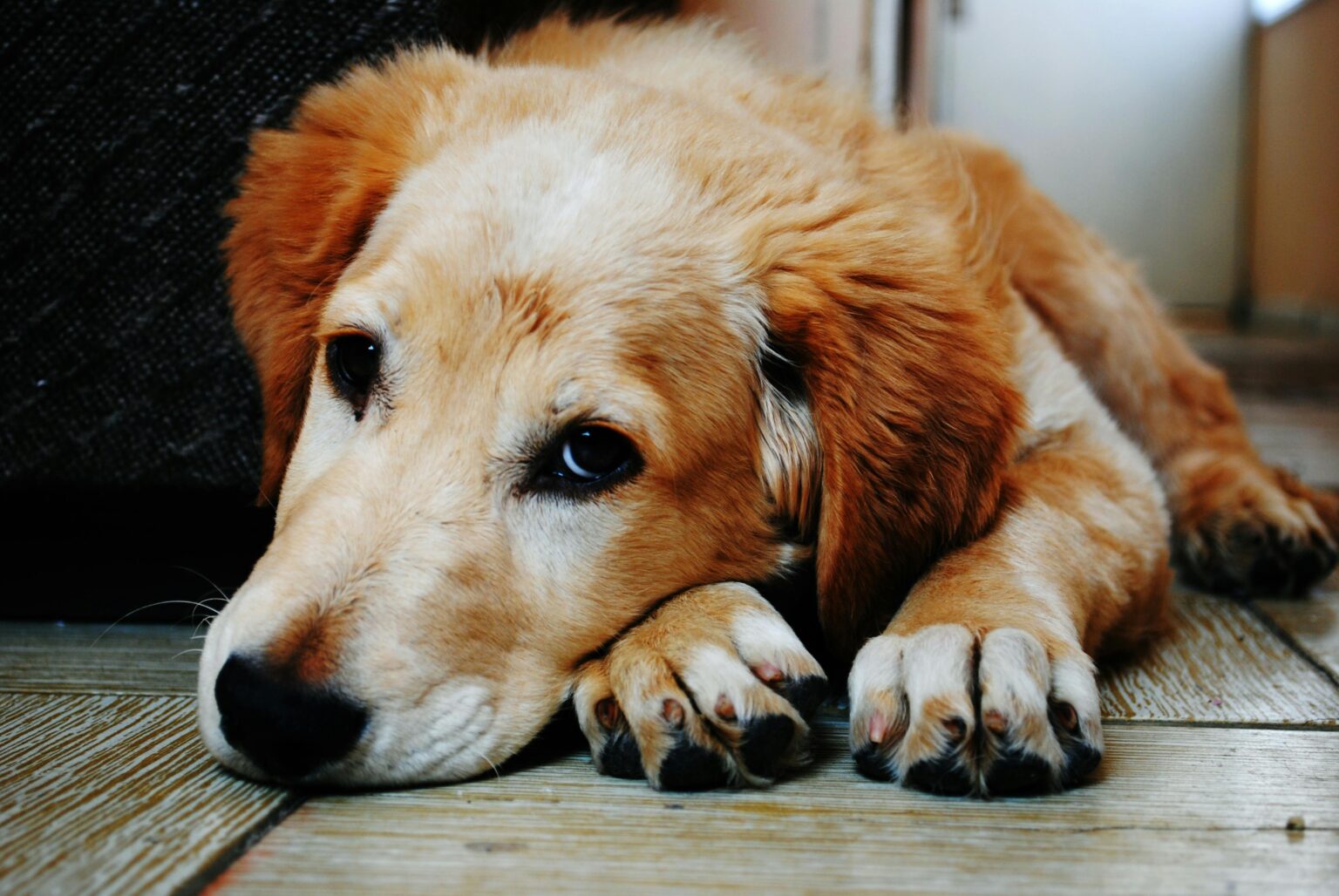 Postpartum Care: What to Expect for Mom – Well Bred Vet