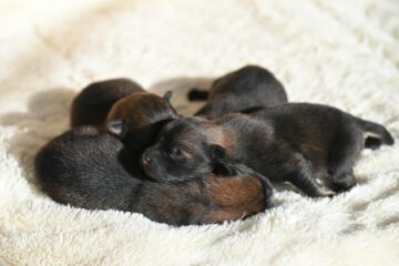 puppies sleeping on a blanket