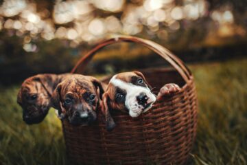 selective focus photo of three brindle puppies inside brown woven basket
