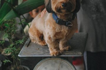 a puppy sitting on a weighing scale